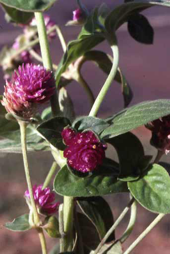 Gomphrena globosa image