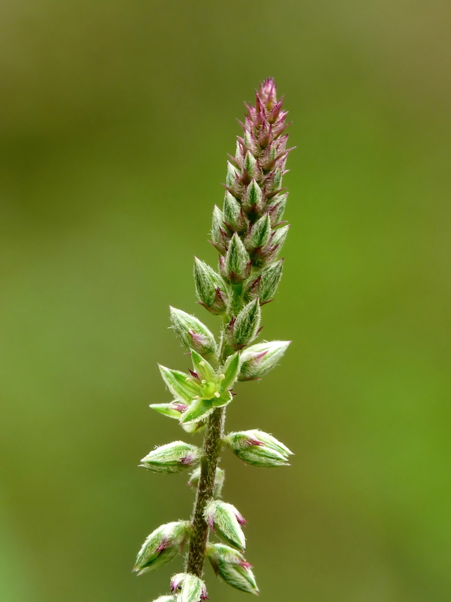 Achyranthes aspera image