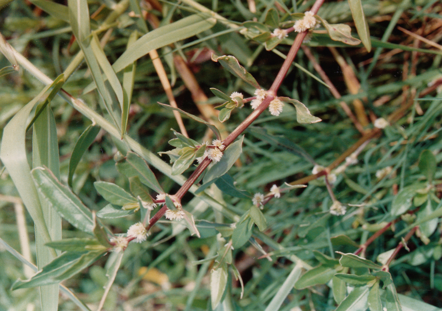 Amaranthaceae image