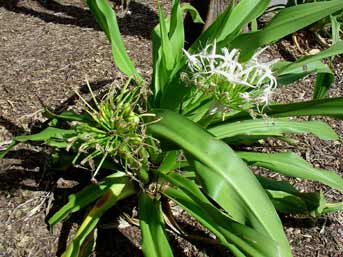 Crinum sp. image