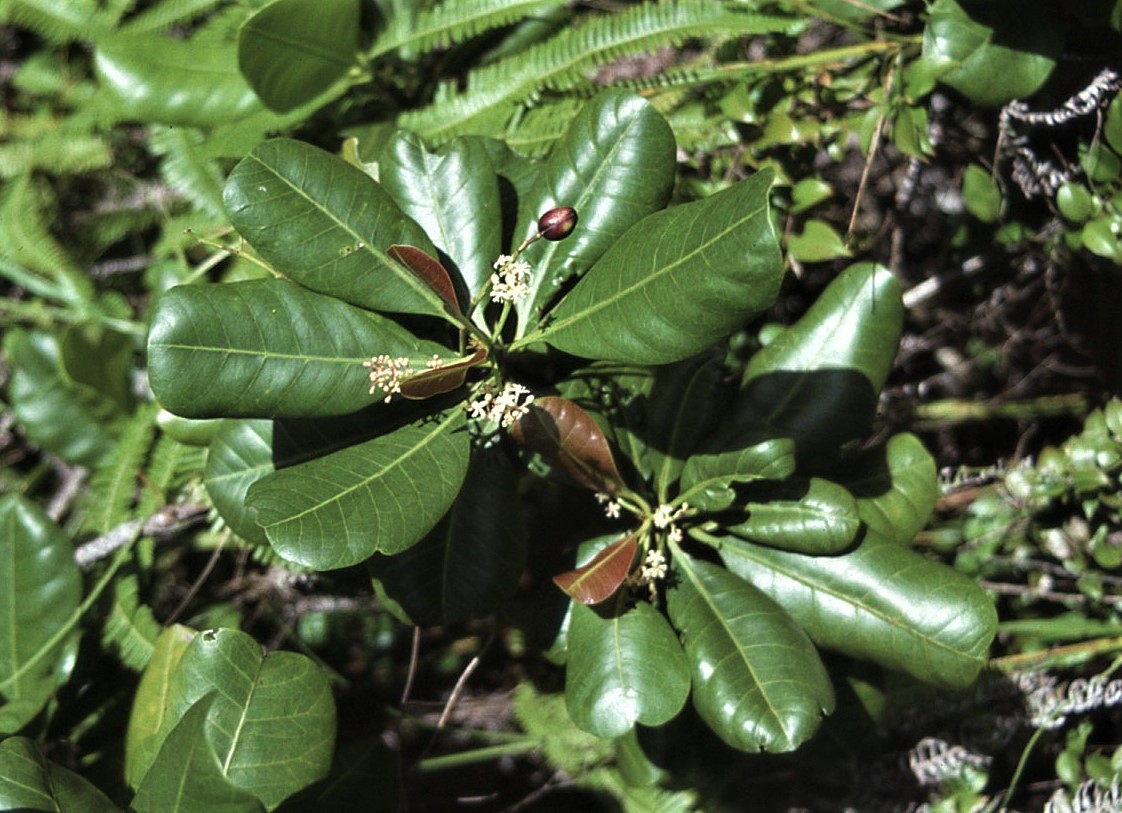 Campnosperma brevipetiolata image