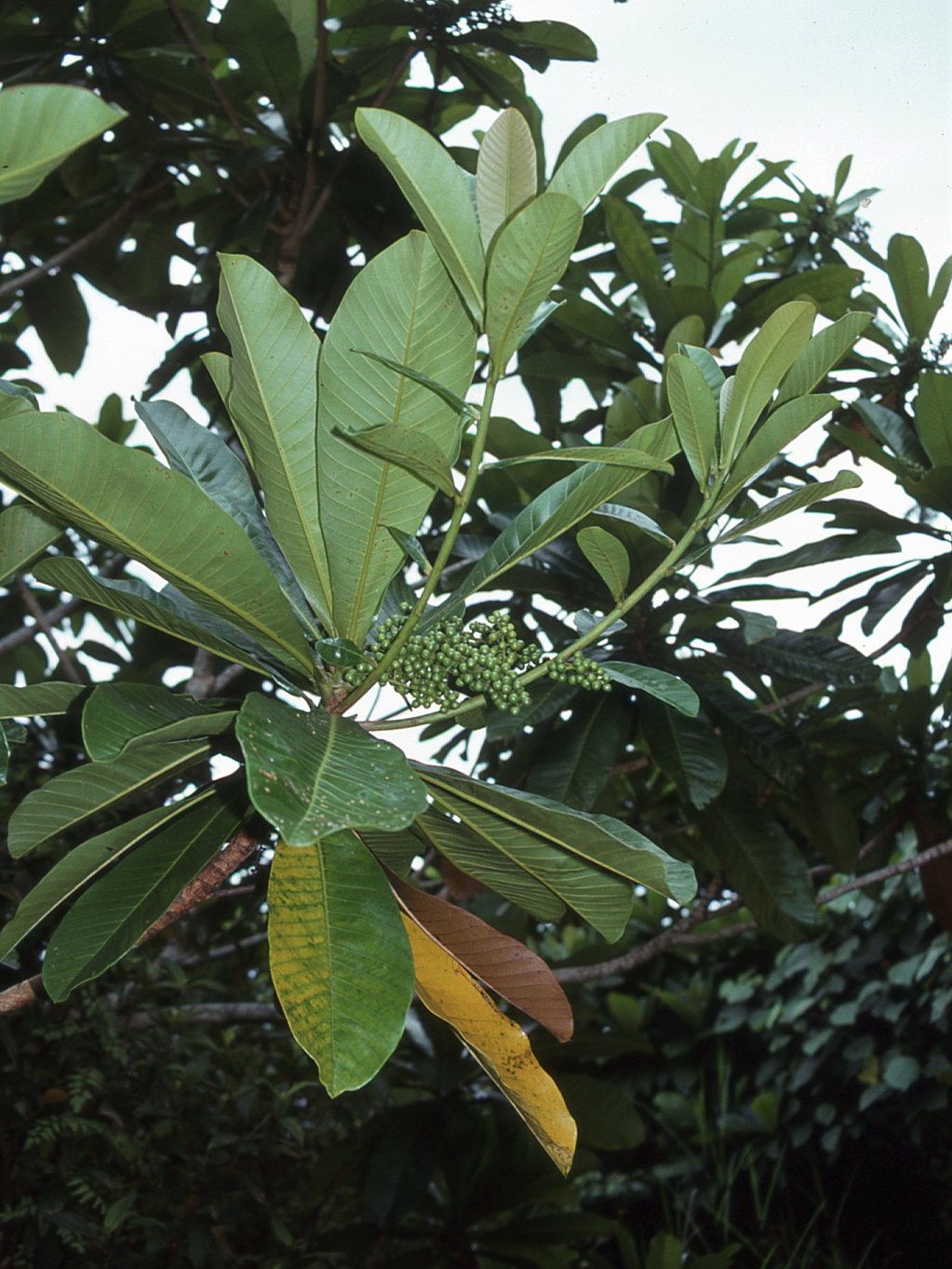 Campnosperma brevipetiolata image