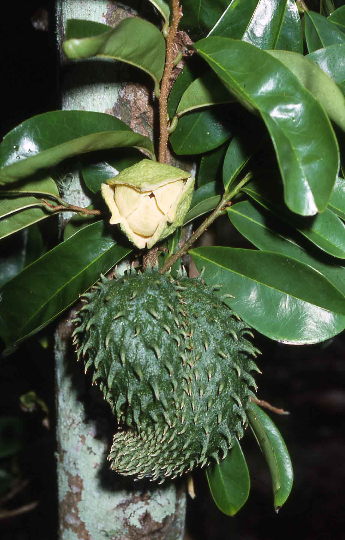 Annona muricata image