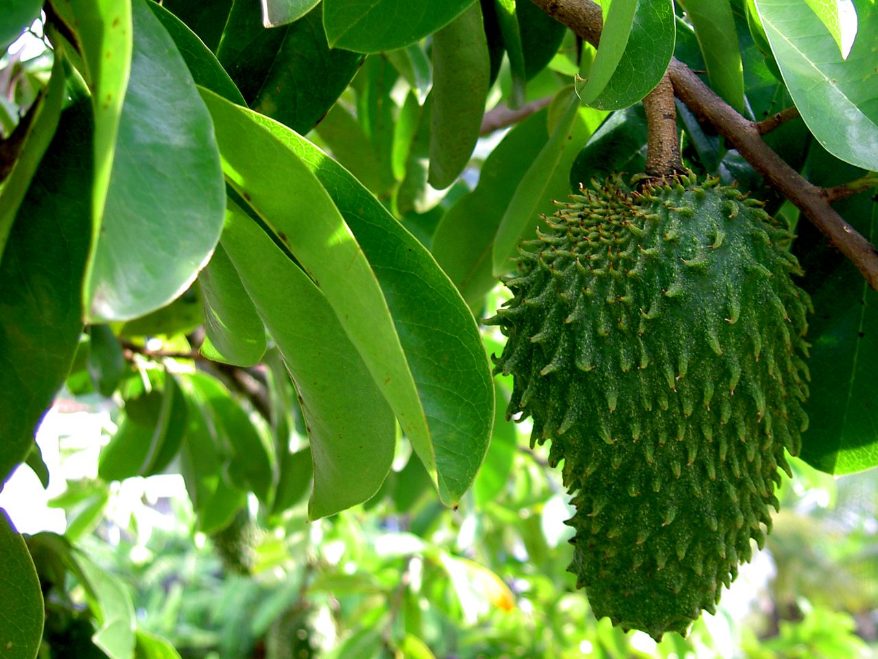 Annona muricata image