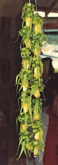 Cananga odorata image