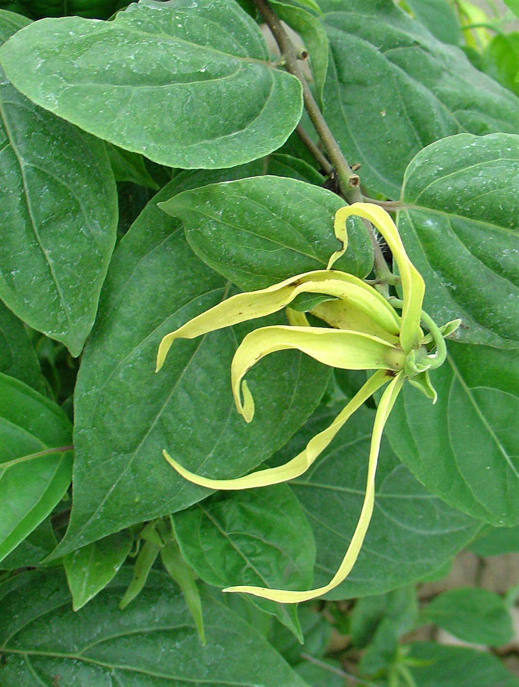 Cananga odorata image