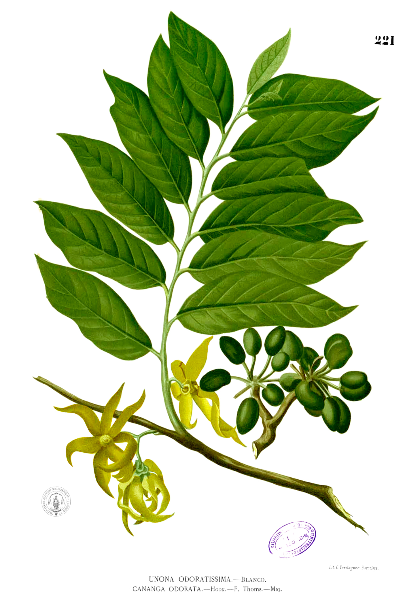 Cananga odorata image