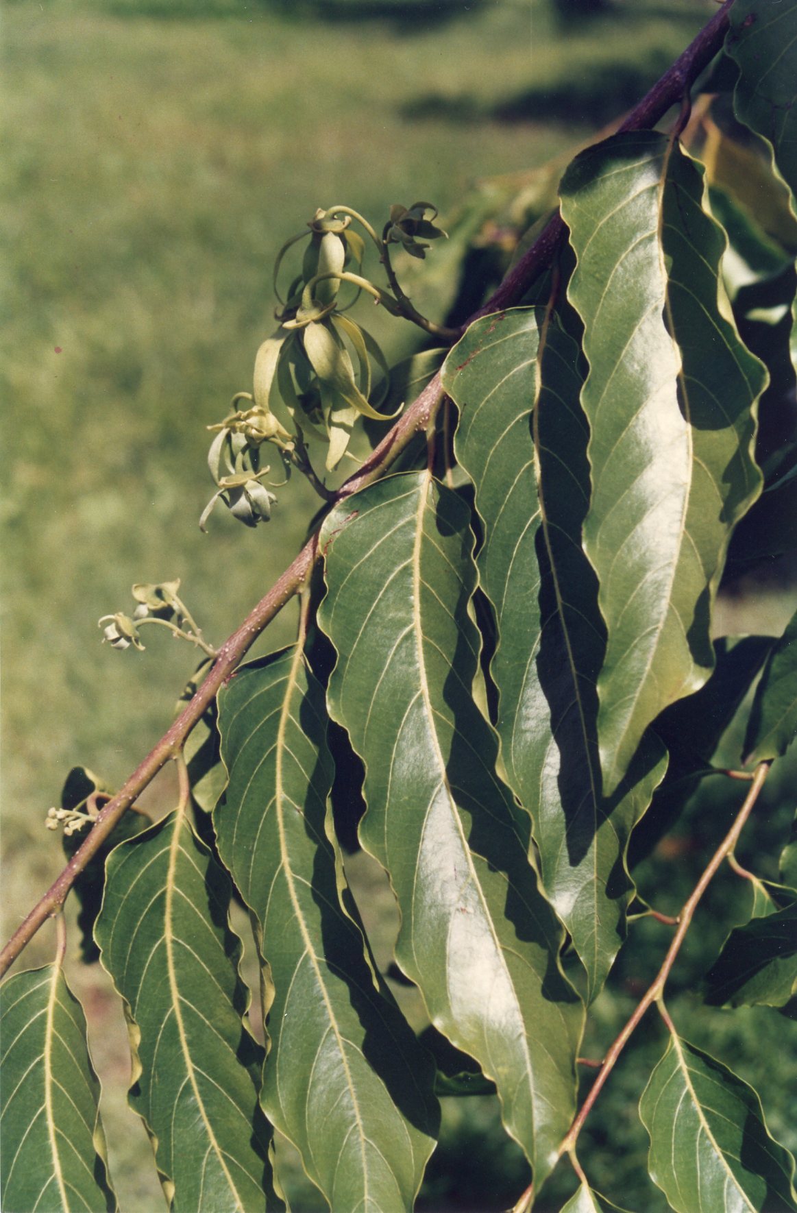 Cananga odorata image