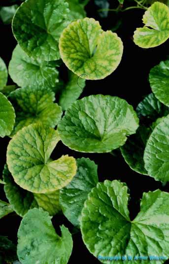 Centella asiatica image
