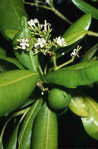 Neisosperma oppositifolium image