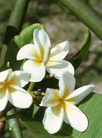 Plumeria rubra image