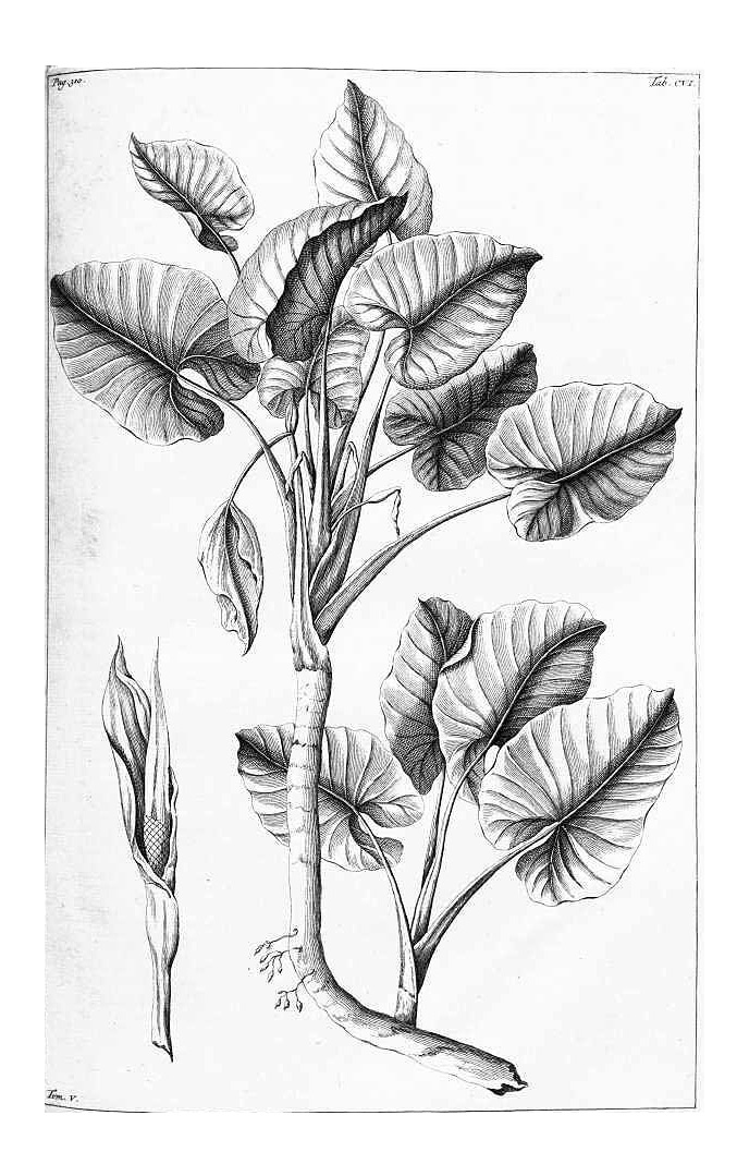 Alocasia macrorrhizos image