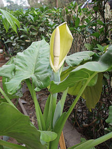 Alocasia macrorrhizos image