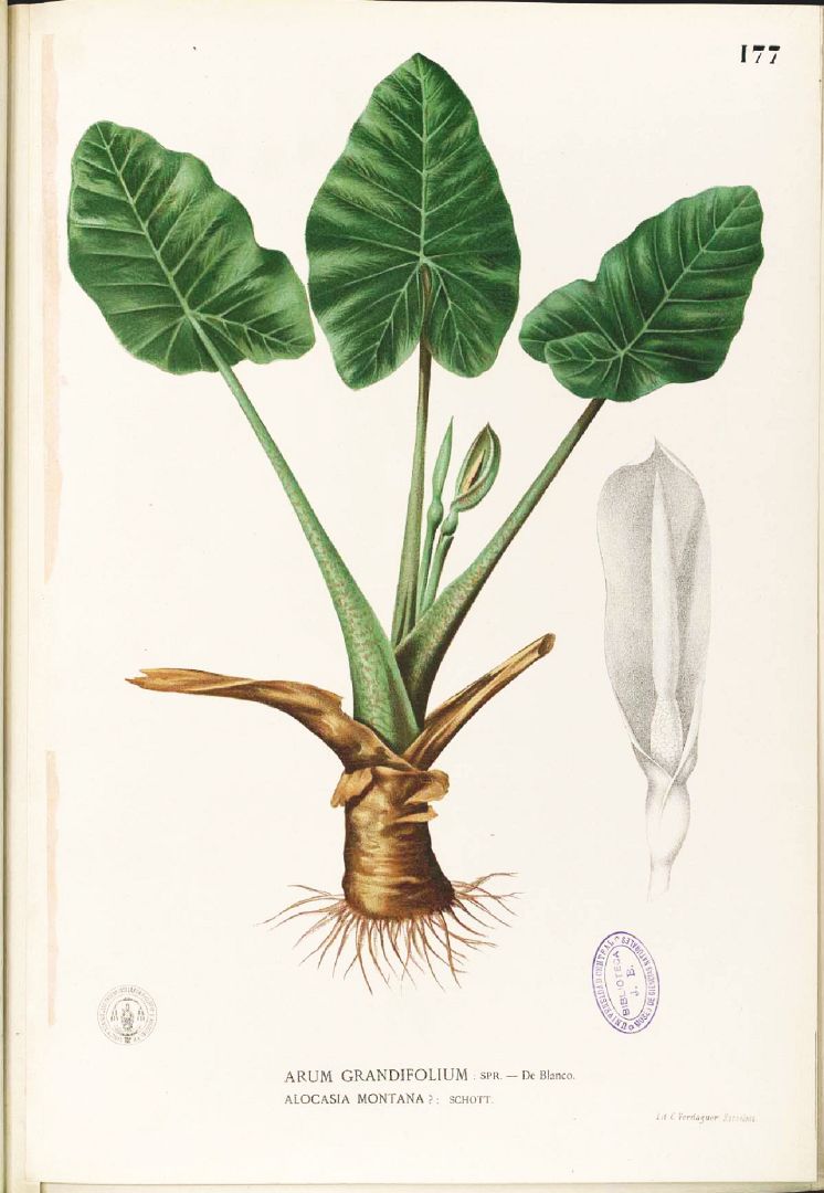 Alocasia macrorrhizos image