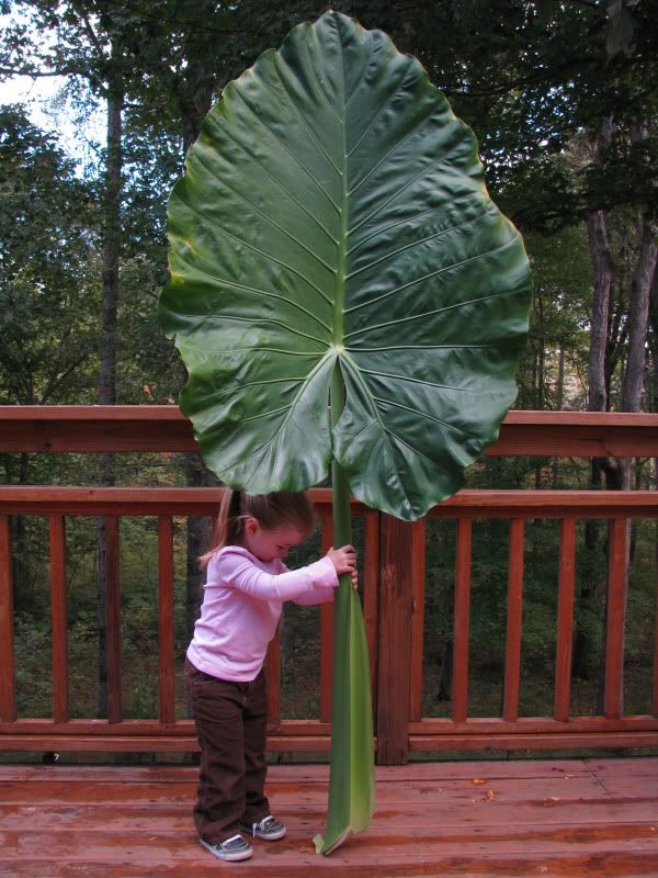 Alocasia macrorrhizos image