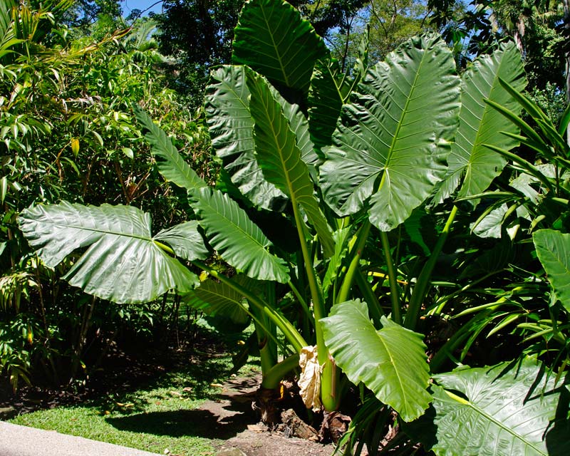 Alocasia macrorrhizos image