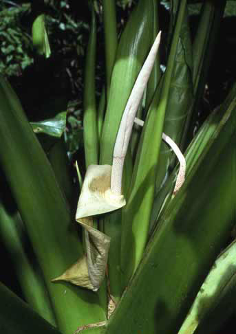 Alocasia macrorrhizos image