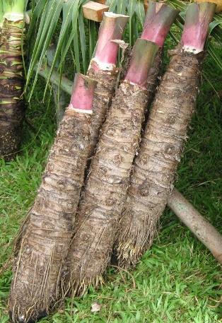 Alocasia macrorrhizos image