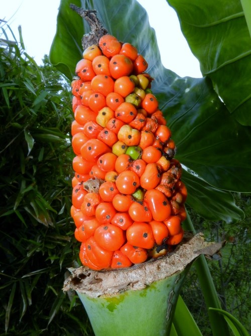 Alocasia macrorrhizos image