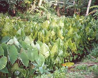 Cyrtosperma chamissonis image