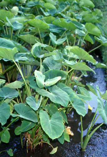 Colocasia esculenta image