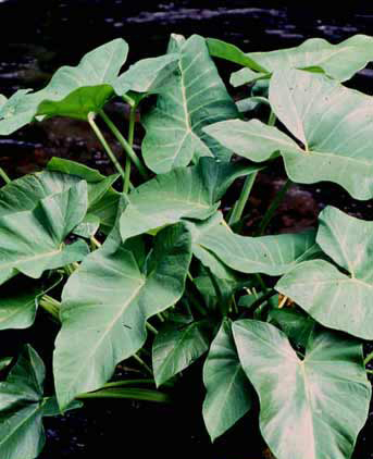 Xanthosoma sagittifolium image