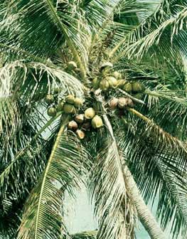 Cocos nucifera image