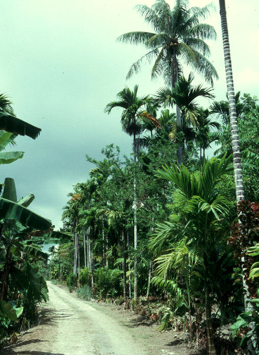 Areca catechu image