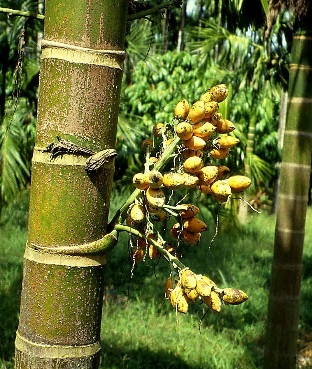 Areca catechu image