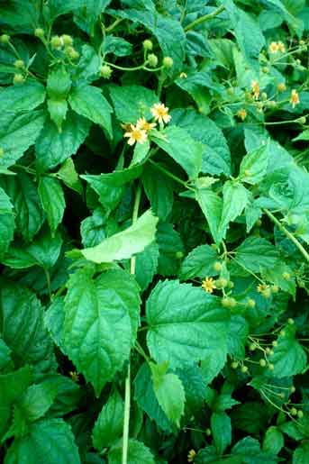 Wollastonia biflora image