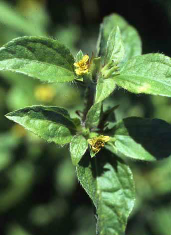 Synedrella nodiflora image