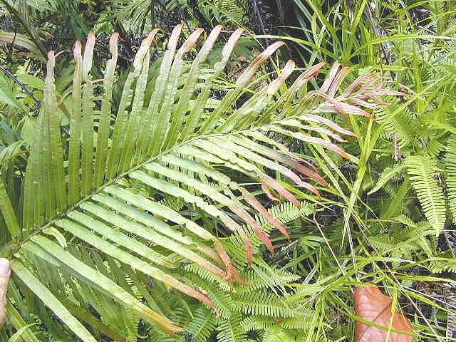 Blechnum orientale image