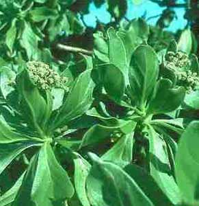 Tournefortia argentea image