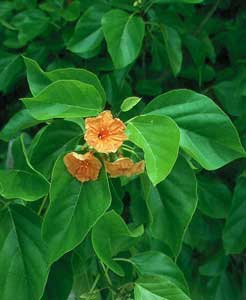 Cordia subcordata image
