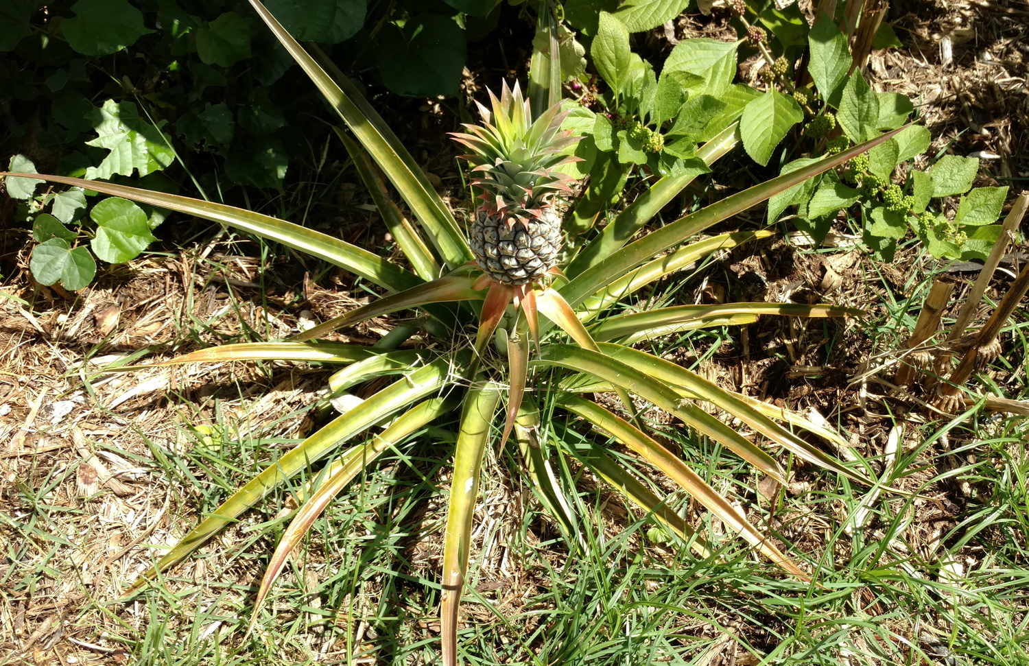 Ananas comosus image
