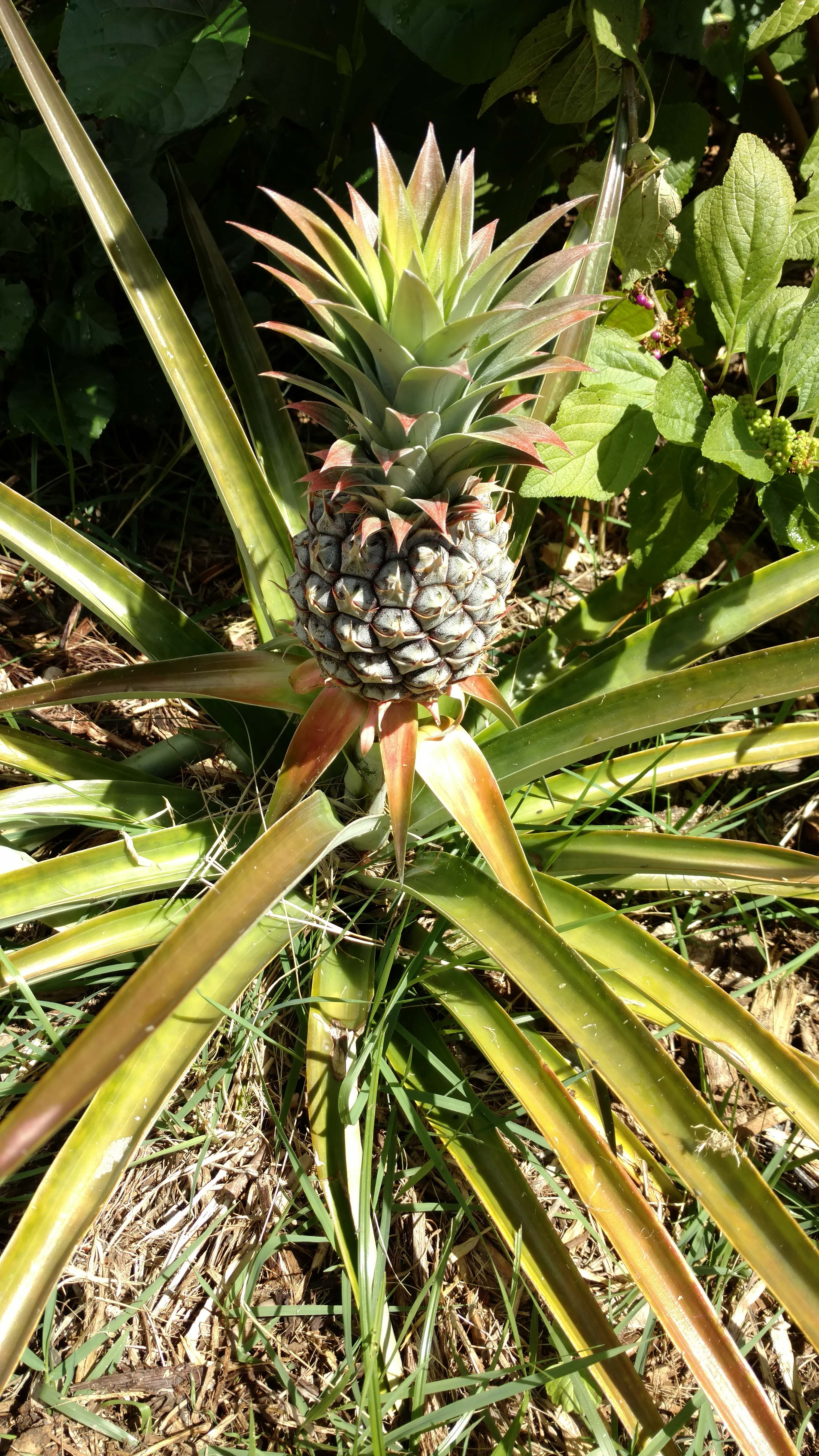 Ananas comosus image