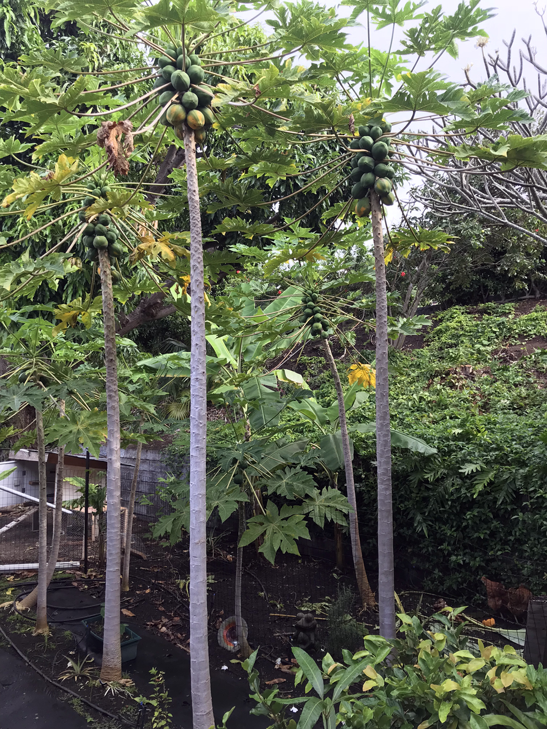 Carica papaya image