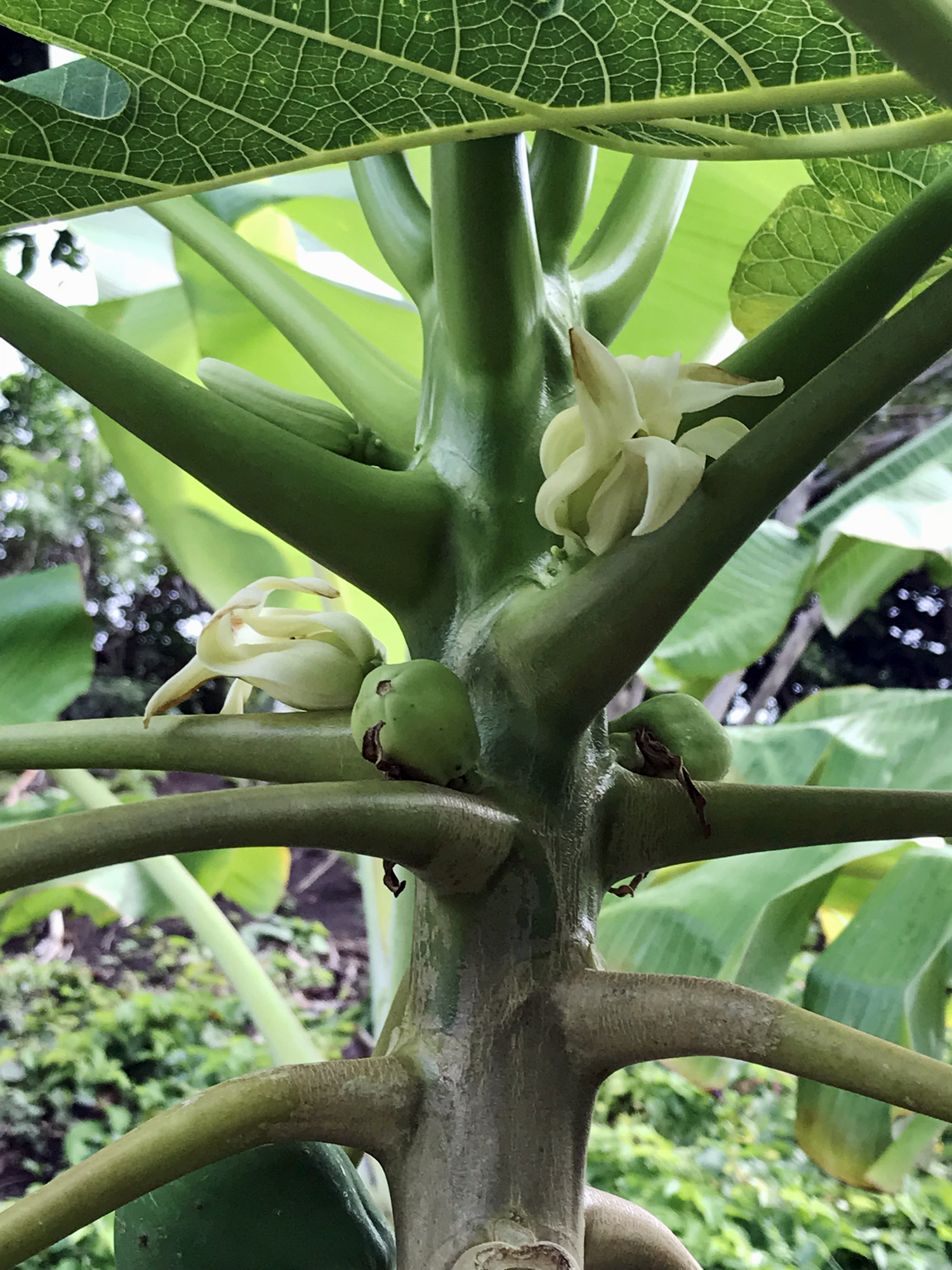 Carica papaya image