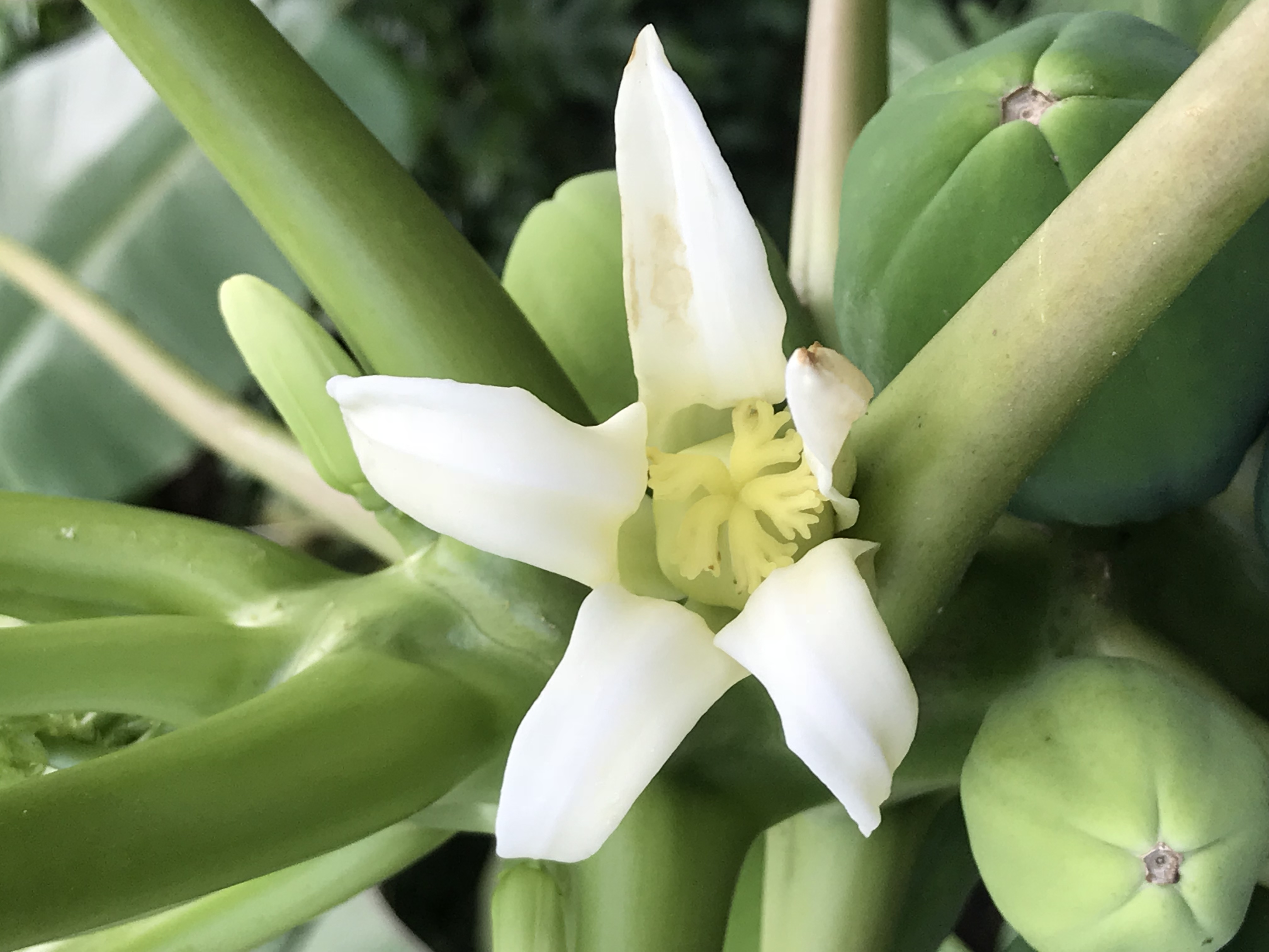 Carica papaya image