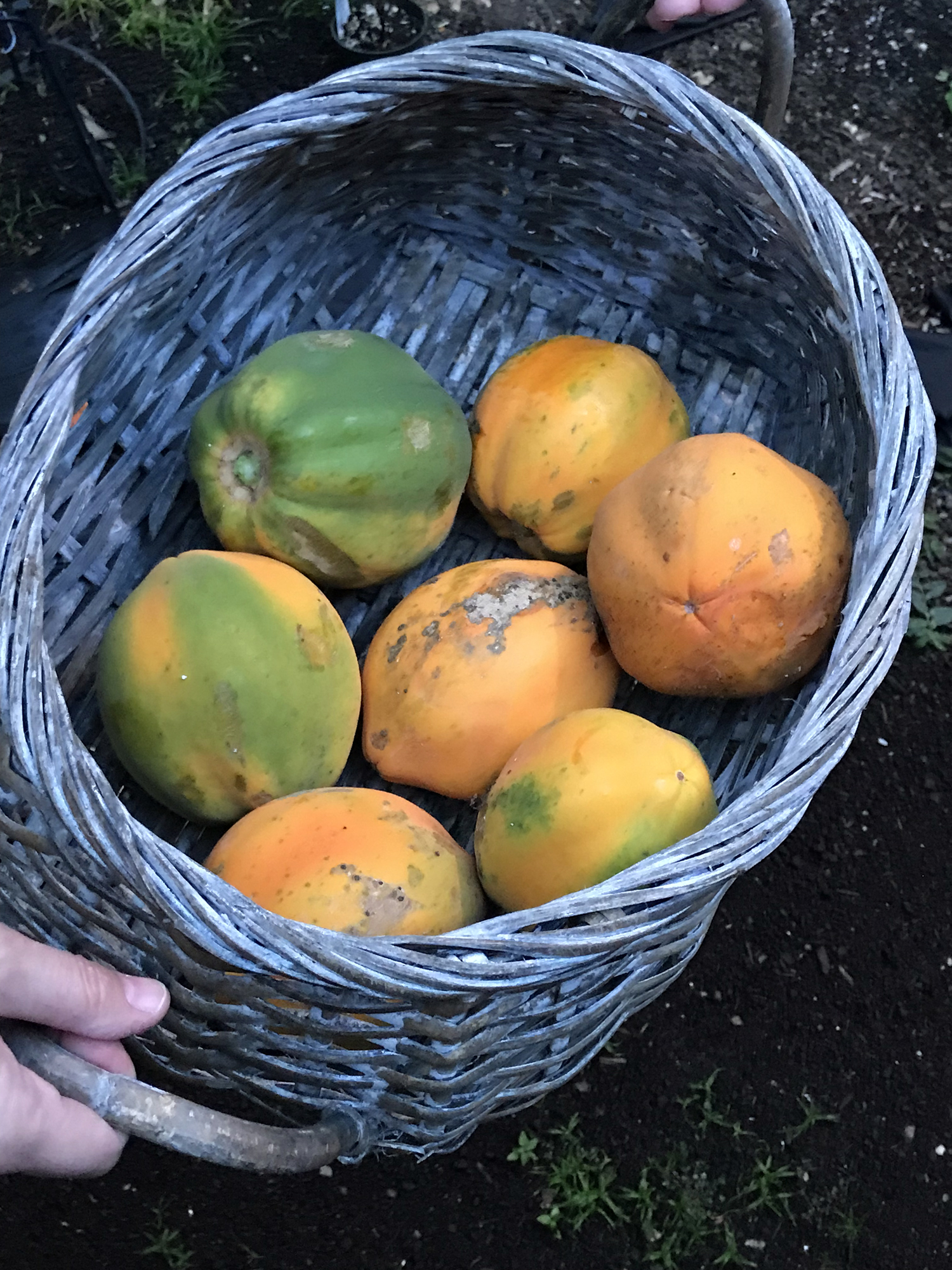 Carica papaya image