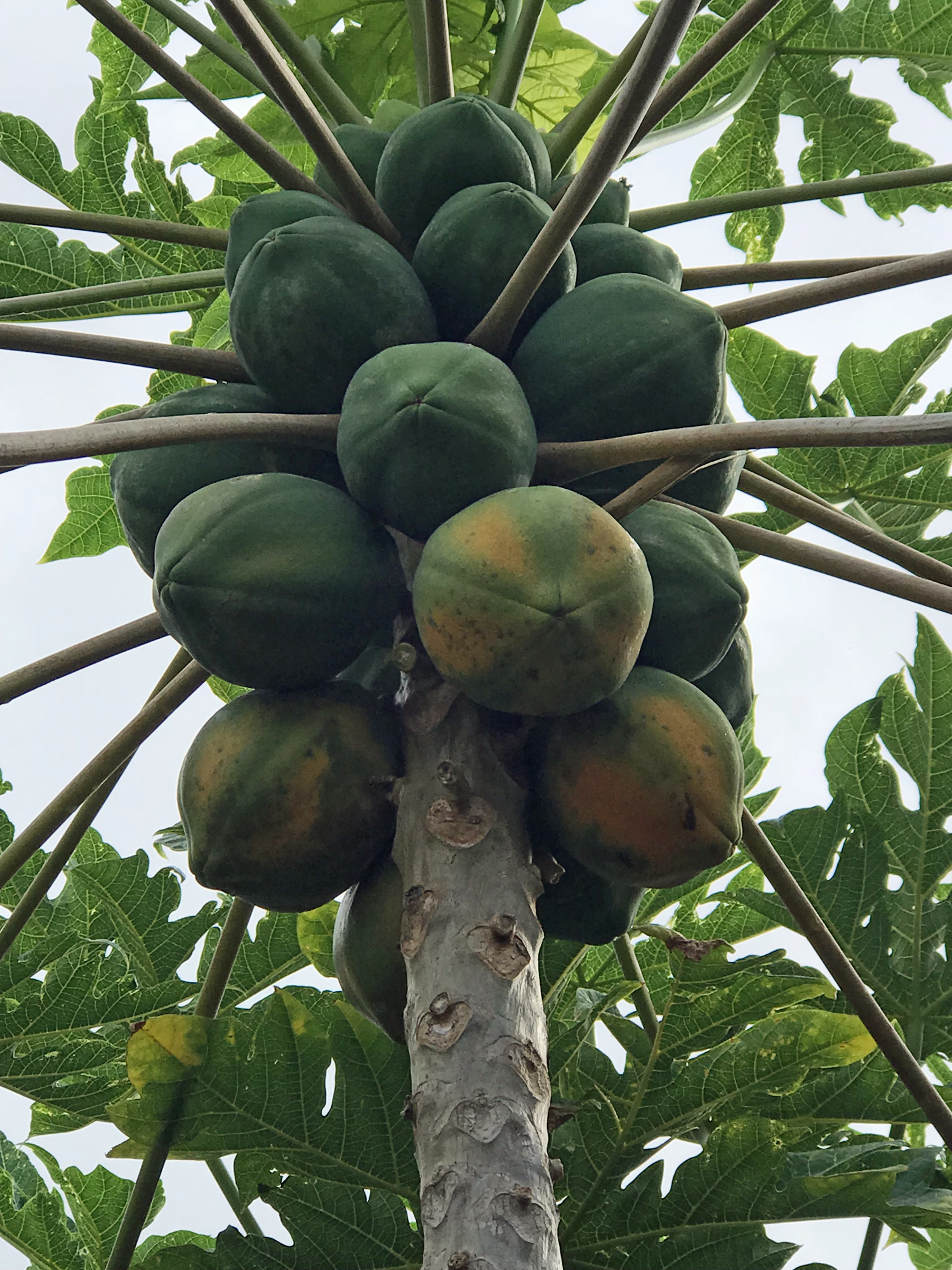 Carica papaya image
