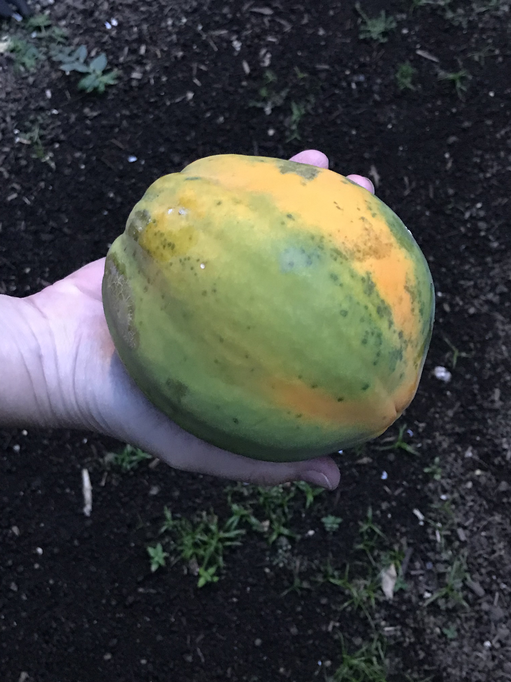 Carica papaya image