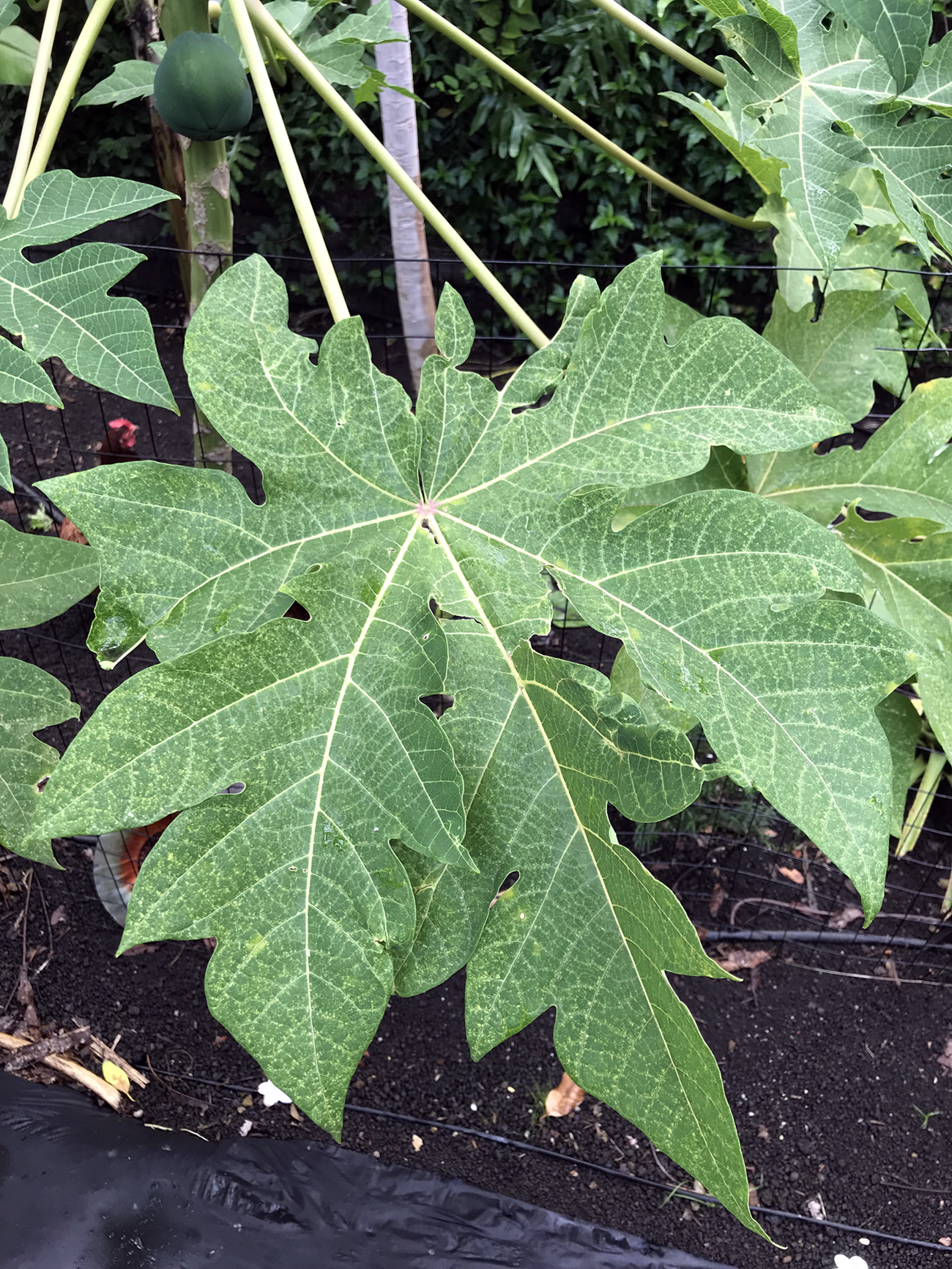 Carica papaya image