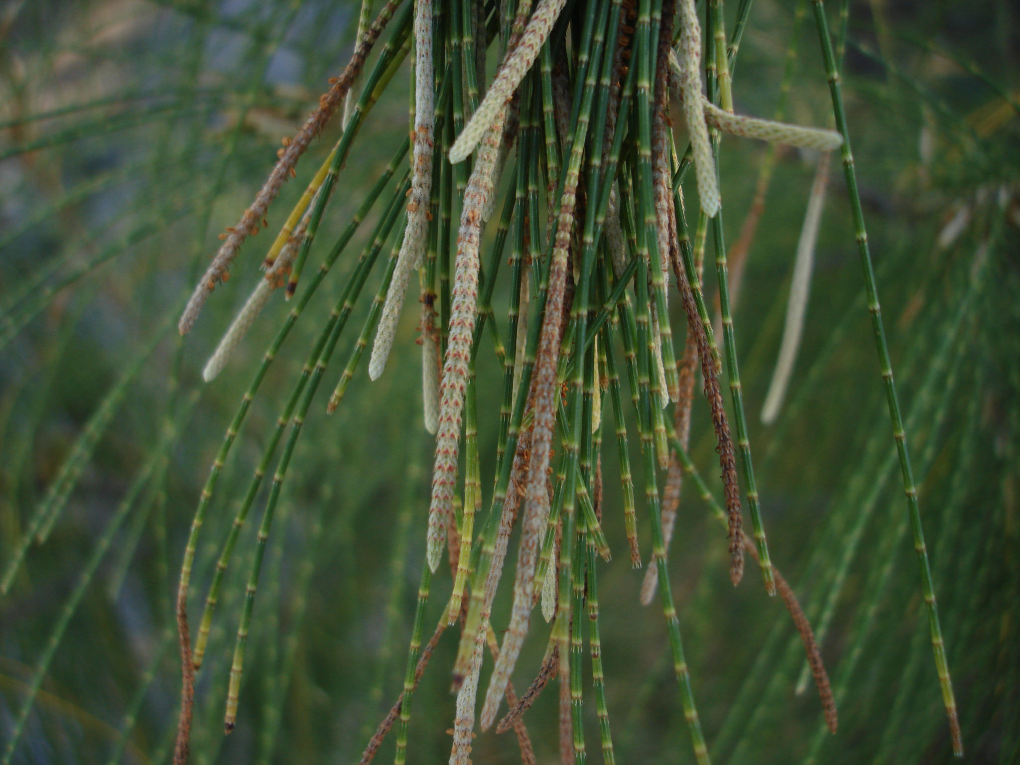 Casuarina equisetifolia image