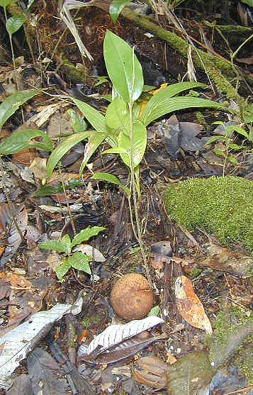 Atuna racemosa image