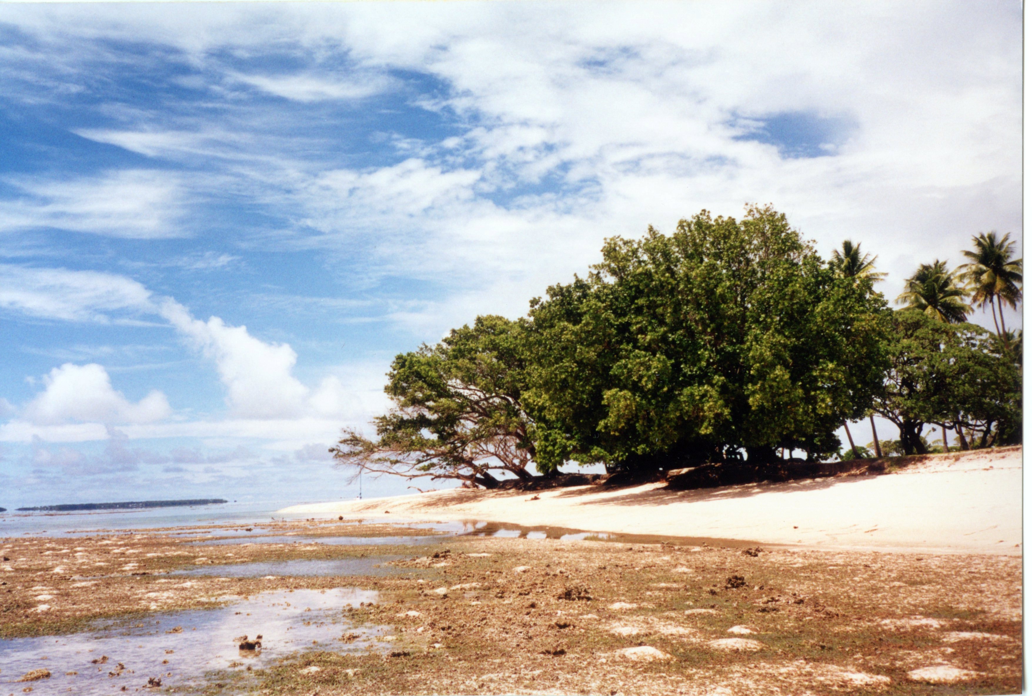 Calophyllum inophyllum image