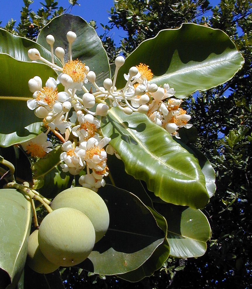 Calophyllum inophyllum image