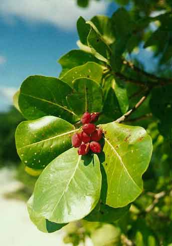 Terminalia samoensis image