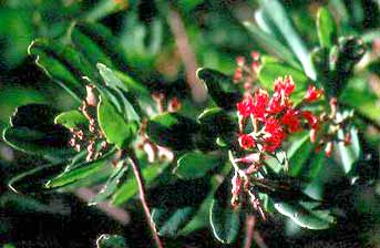 Lumnitzera littorea image
