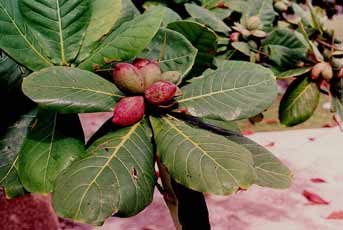 Terminalia catappa image